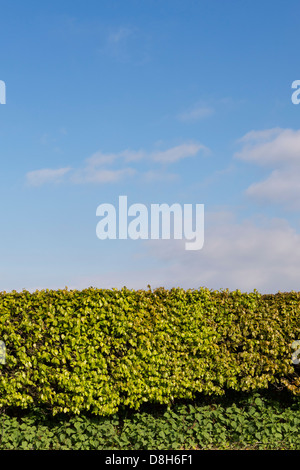 Hornbeam hedge along a Devon road Stock Photo