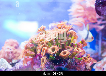 Zoanthus spp - colorful coral sea Stock Photo
