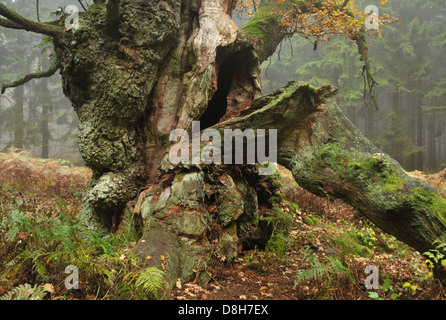 old oak Stock Photo