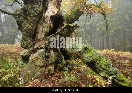 German oak Stock Photo