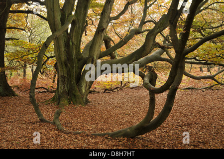 red beech Stock Photo