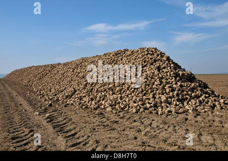 sugar beets Stock Photo