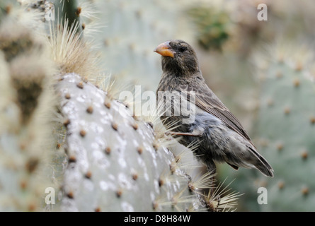 cactus finch Stock Photo