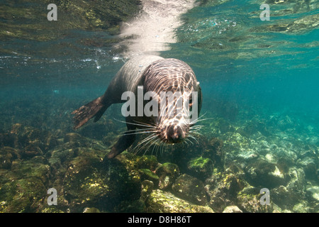 Galapagos Sea Lion Stock Photo