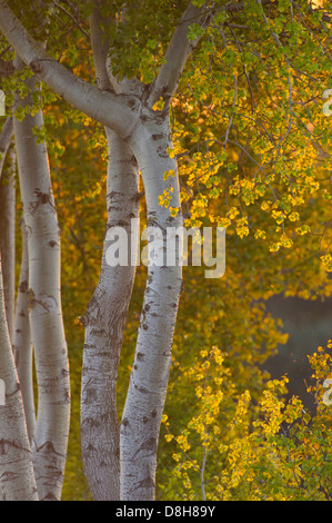 aspe, populus tremula, lower saxony, germany Stock Photo