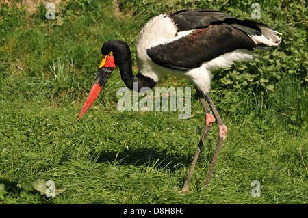 saddle stork Stock Photo