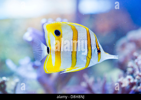 Chelmon rostratus (Copperband Butterflyfish) - colorful sea fish