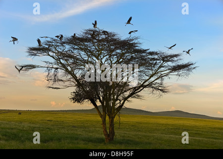 Acacia tree with white European storks .Northern Kenya Stock Photo