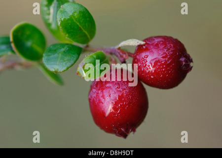 cowberries, vaccinium vitis-idaea, goldenstedter moor, lower saxony, germany Stock Photo