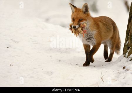 Red fox with chicklets