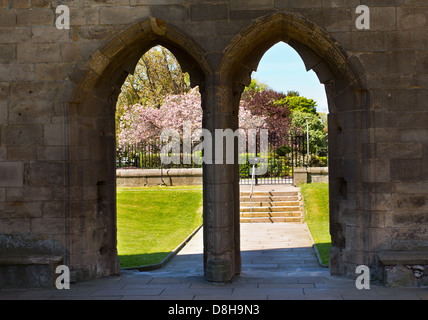 PINK BLOSSOM OF THE CHERRY TREE IN SPRING SEEN THROUGH THE ENTRANCE ARCHES OF ELGIN CATHEDRAL MORAY SCOTLAND Stock Photo