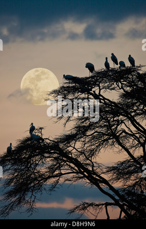 Acacia tree with white European storks at sunset.Northern Kenya Stock Photo
