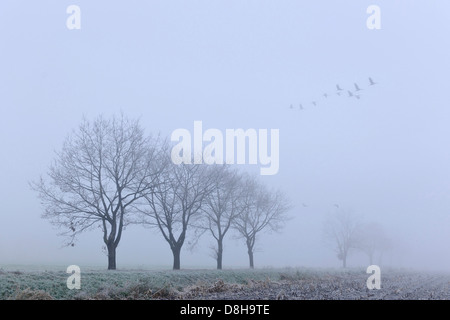 cranes on a november morning, goldenstedter moor, lower saxony, germany Stock Photo
