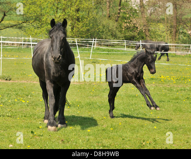 friesen horses Stock Photo