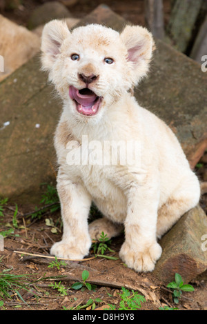 White Lion cub yawning at the camera Stock Photo