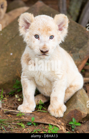 White Lion cub looking at the camera Stock Photo