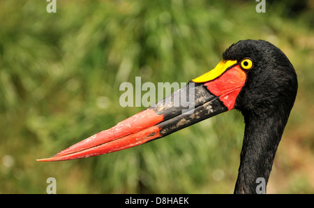 saddle stork Stock Photo