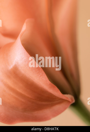 Lily close up Stock Photo