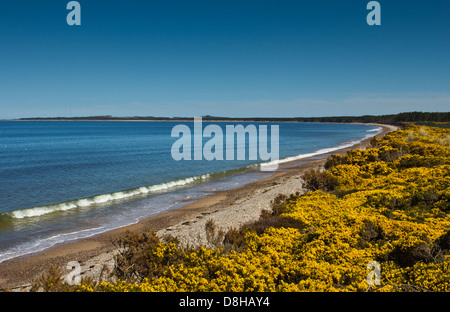 THE SWEEP OF FINDHORN BEACH LOOKING TOWARDS BURGHEAD MORAY SCOTLAND WITH YELLOW GORSE FLOWERS Stock Photo