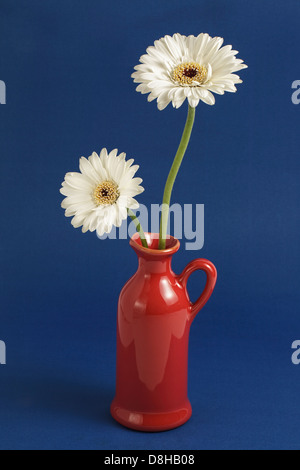 Two white gerberas in red jug on plain blue background Stock Photo