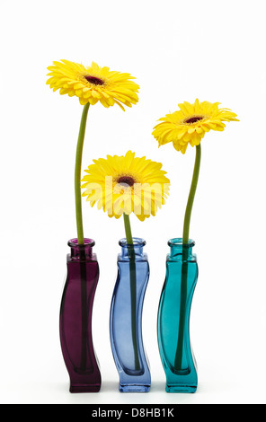 Three yellow gerberas in colorful glass vases Stock Photo