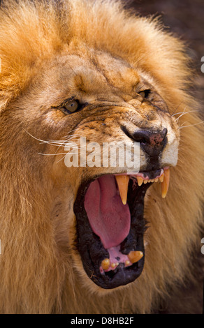 Portrait of Male Lion snarling Stock Photo