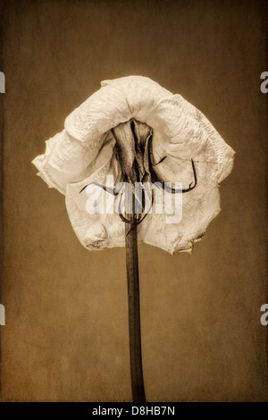 Back view of a dying white rose with texture overlay Stock Photo