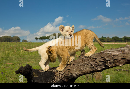 White and Tawny Lion cubs playing on a log Stock Photo