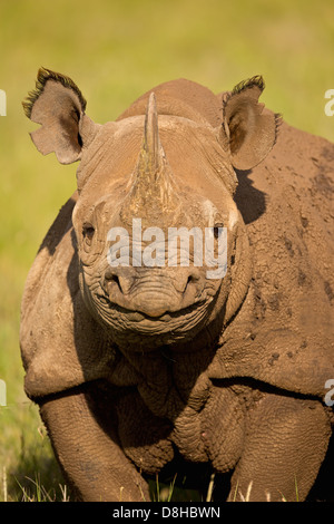 Portrait of Black Rhinoceros.(Diceros bicornis)Kenya Stock Photo