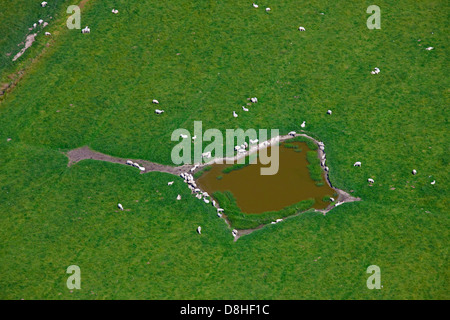 Aerial view of sheep (Ovies aries) with lambs at watering place in meadow in spring Stock Photo