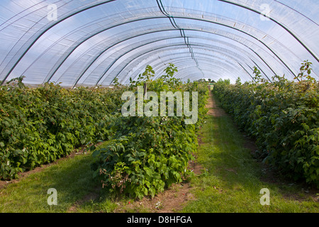 Cultivation of red raspberries (Rubus idaeus) in plastic greenhouse Stock Photo