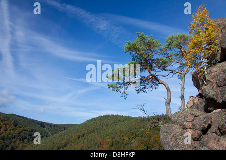 View from the Ilsestein / Ilsestone near Ilsenburg in the Ilse valley, Harz mountains, Thale, Saxony-Anhalt, Germany Stock Photo