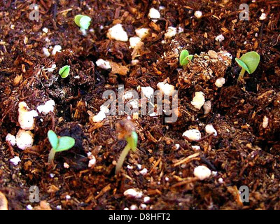A tiny plant sprouting from the soil Stock Photo - Alamy