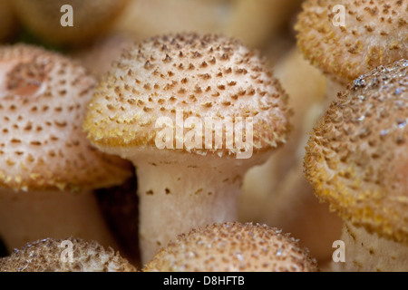 Honey fungus (Armillaria mellea / Armillariella mellea) cluster growing in autumn forest Stock Photo