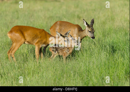 fawn and two does, roe deer, capreolus capreolus, vechta, niedersachsen, germany Stock Photo