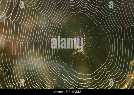 european garden spider sitting spider's net, araneus diadematus, goldenstedt, niedersachsen, germany Stock Photo