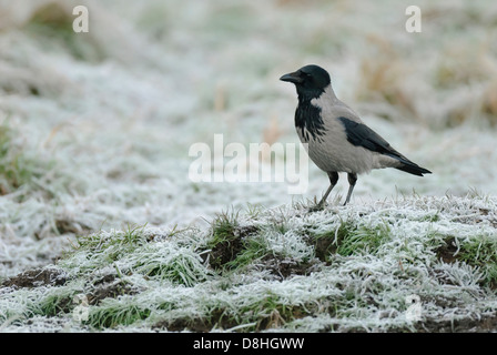 hooded crow, corvus corone cornix, feldberger seenlandschaft, mecklenburg-vorpommern, germany Stock Photo