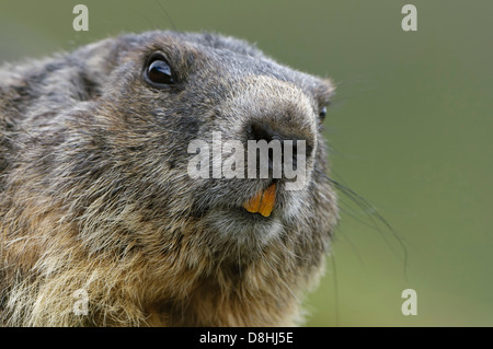 alpine marmot, marmota marmota, hohe tauern national park, austria Stock Photo