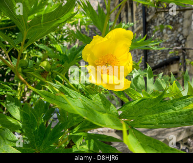 Yellow Tree Peony Stock Photo