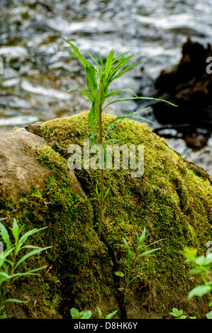 Green plant growing through rock wall Stock Photo - Alamy
