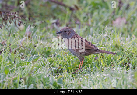 Dunnock/Hedge Sparrow, Prunella modularis, adult with insects for young in beak. UK Stock Photo