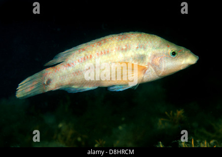 Ocellated wrasse (Symphodus ocellatus) Stock Photo