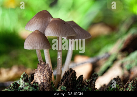 Forest fungi, Humbie, East Lothian, Scotland EH36 5PJ Stock Photo