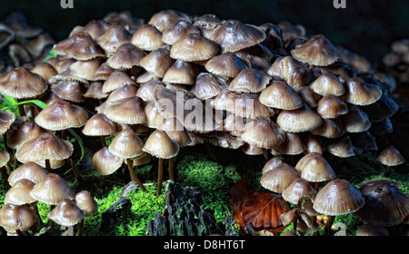 Forest fungi, Humbie, East Lothian, Scotland EH36 5PJ Stock Photo