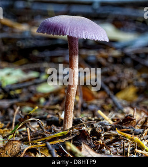 Forest fungi, Humbie, East Lothian, Scotland EH36 5PJ Stock Photo