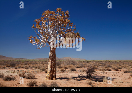 Sociable Weavers Nest in Kokerboom or Quiver Tree (Aloe dichotoma), near Fish River Canyon, Southern Namibia, Africa Stock Photo