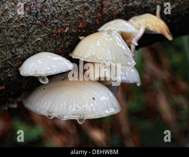 Forest fungi, Humbie, East Lothian, Scotland EH36 5PJ Stock Photo