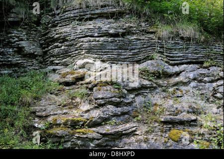 Wenlock Edge, Shropshire, England. Coral patch reefs in horizontal bedded limestone exposed in Knowle Quarry near Much Wenlock Stock Photo