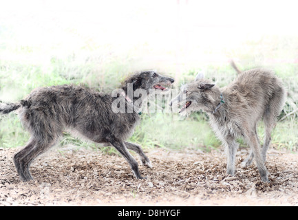 Lurcher dogs play Stock Photo