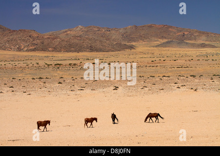 Wild Horses, Garub, Namib-Naukluft National Park, near Aus, Southern Namibia, Africa Stock Photo